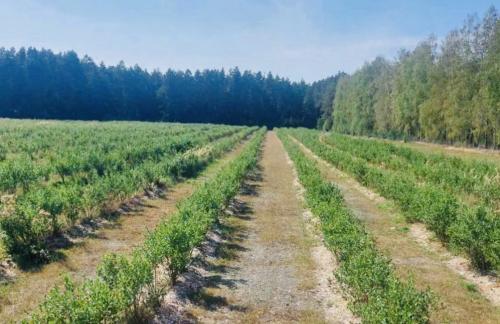 Продажа готового инвест-проекта "Турбаза А-фрейм" со скидкой 5% в г.п. Сергеевичи